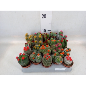 Cactus   ...decorated