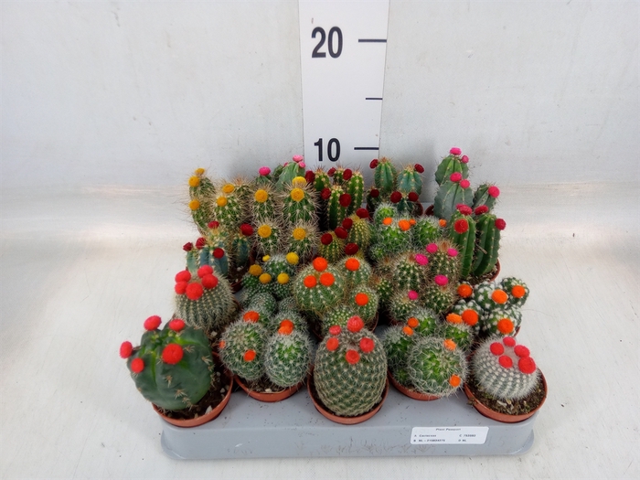 <h4>Cactus   ...decorated</h4>