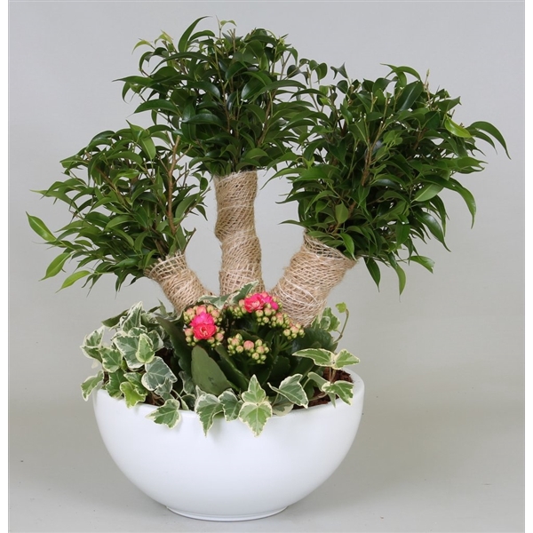 <h4>Arrangement Ficus Crazy Tree in schaal</h4>