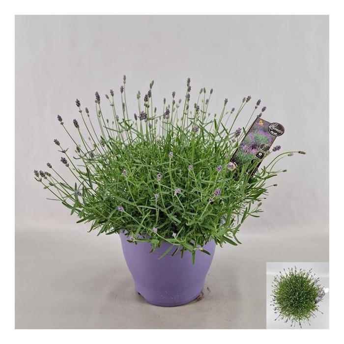 <h4>Lavandula angustifolia Essence Purple 26Ø 50cm</h4>