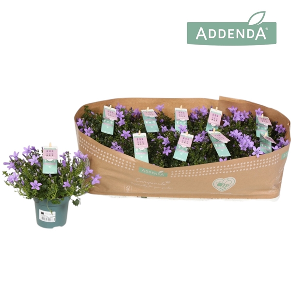 <h4>Campanula Amb. Lavender</h4>
