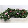 Rhodo Si Vogel Gem
