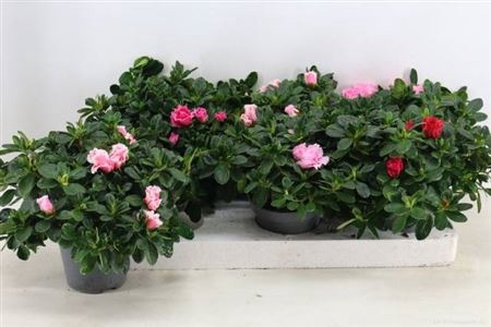 Rhodo Si Vogel Gem