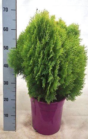 <h4>PLAT OR AUREA NANA</h4>