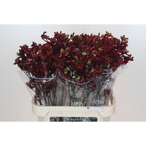 Anigozanthos Early Spring