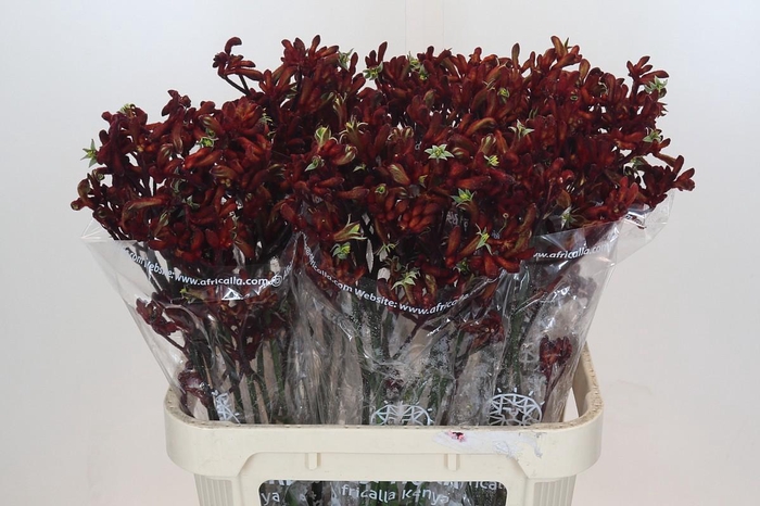 <h4>Anigozanthos Early Spring</h4>