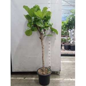 Ficus lyrata