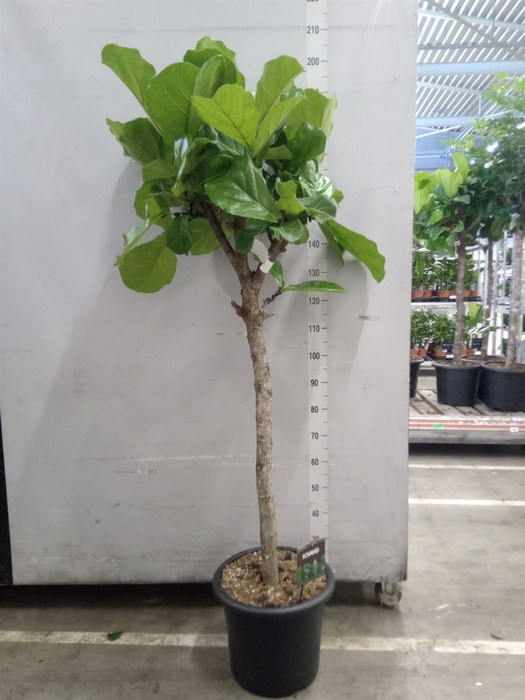 <h4>Ficus lyrata</h4>