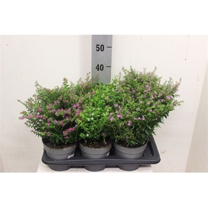 Cuph Hy Floriglory Gemengd 17cm