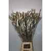Dried Strelitziablad Platina P Stem