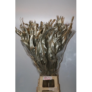 Dried Strelitziablad Platina P Stem