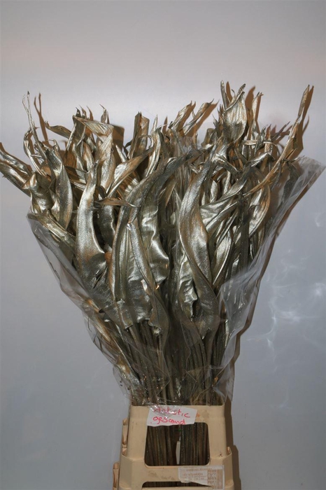 <h4>Dried Strelitziablad Platina P Stem</h4>