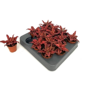 Cryptanthus bivittatus Red Star 5,5Ø 10cm