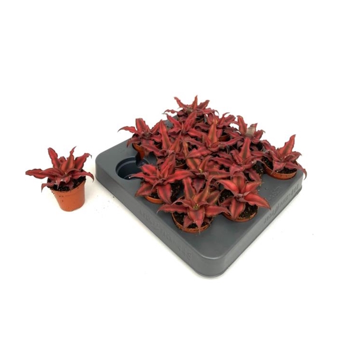 <h4>Cryptanthus bivittatus Red Star 5,5Ø 10cm</h4>
