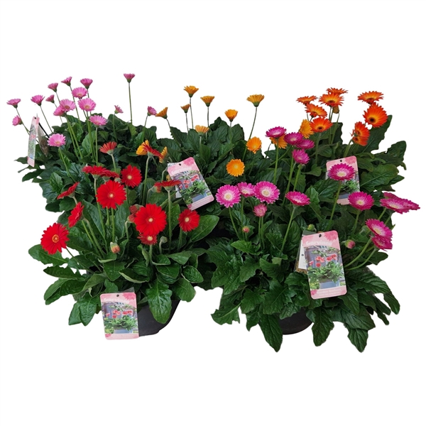 <h4>Gerbera Garvinea 32cm 7bl</h4>