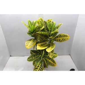 CROTON CANARINHO P24