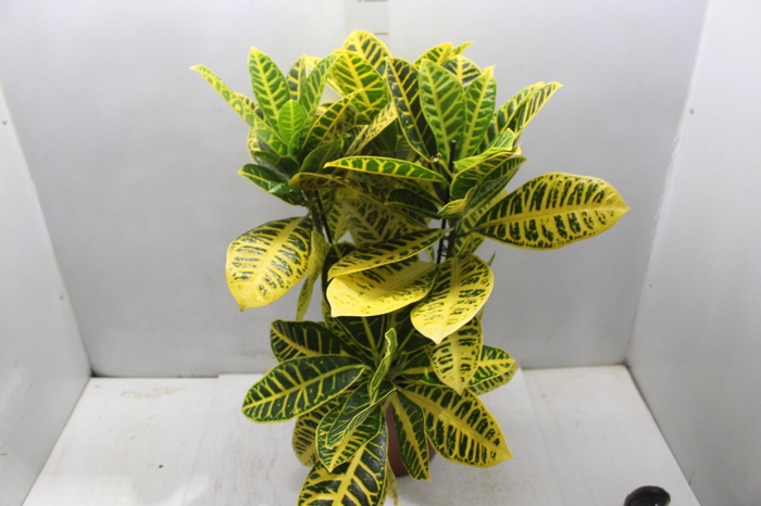 <h4>CROTON CANARINHO P24</h4>