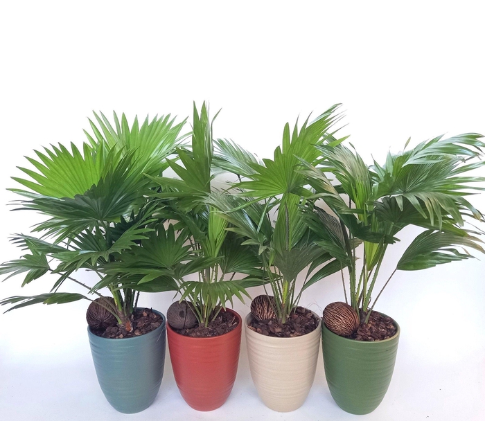 <h4>LIVISTONA ROTUNDIFOL</h4>