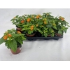 Lant C Havana Orange