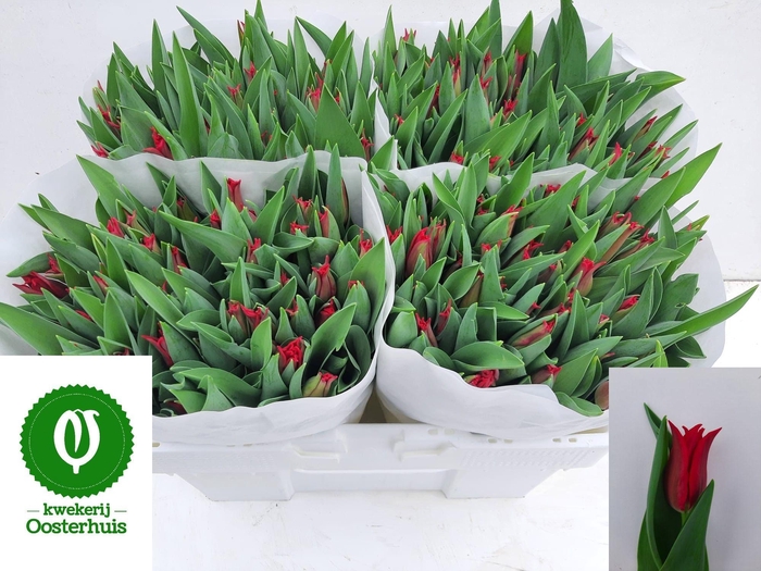 <h4>TU LI PRETTY WOMAN</h4>