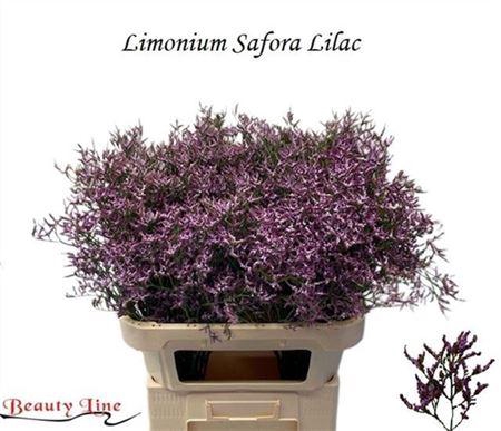 <h4>Lim Saf Lilac</h4>
