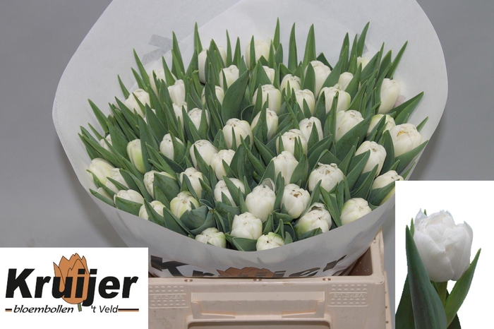 <h4>TU DU MAIKO SAN</h4>