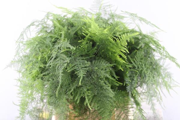 <h4>Asparagus Setaceus L45</h4>