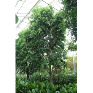 Ficus Nitida