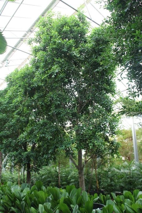 <h4>Ficus Nitida</h4>