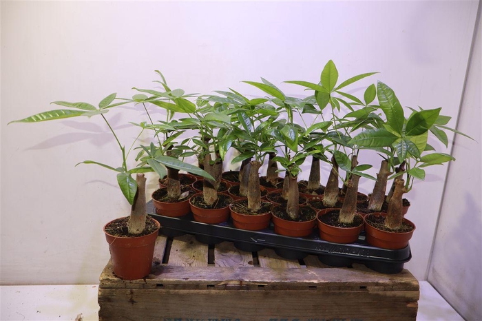 <h4>Pachira Aquatica</h4>