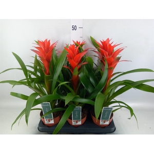 Guzmania  'Ostara'