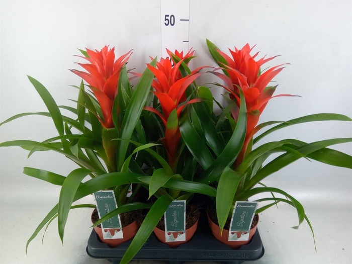 <h4>Guzmania  'Ostara'</h4>