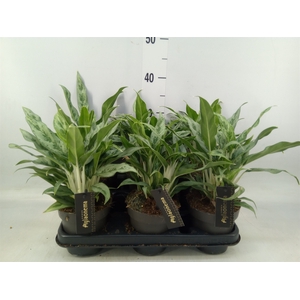 Aglaonema  'Greyhound'