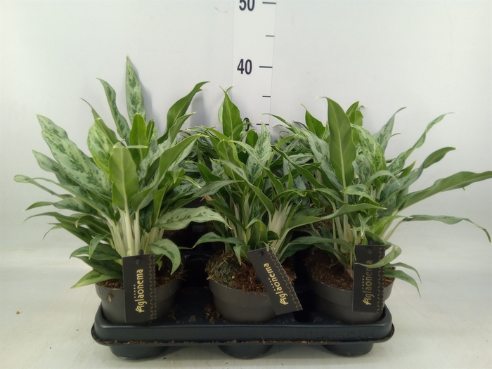 <h4>Aglaonema  'Greyhound'</h4>