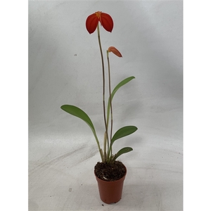 Masdevallia Ignea