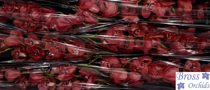 <h4>CYMB T RED RAMONA</h4>