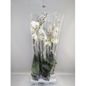 Phalaenopsis   ...white