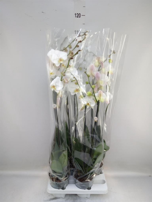 <h4>Phalaenopsis   ...white</h4>