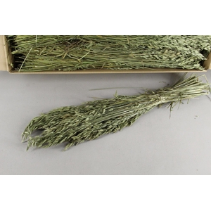 DF Bromus Bs 150g