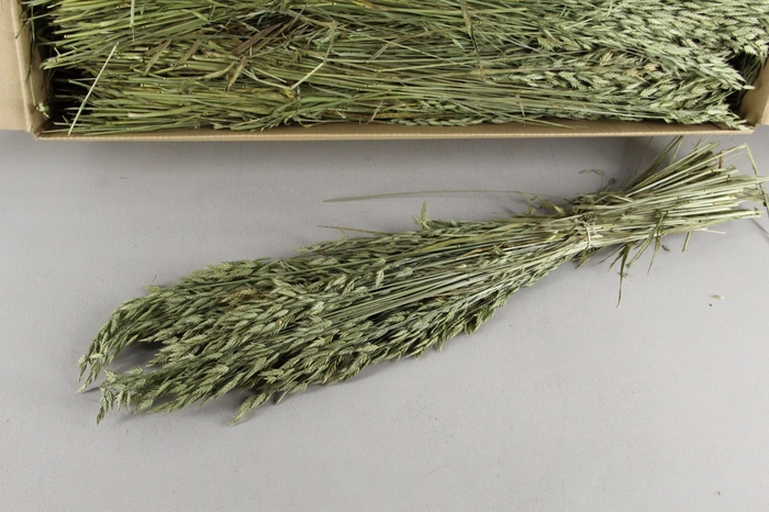 <h4>DF Bromus Bs 150g</h4>