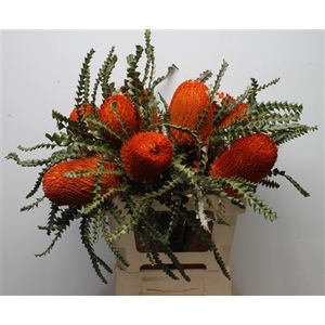 Banksia Speciosa Orange