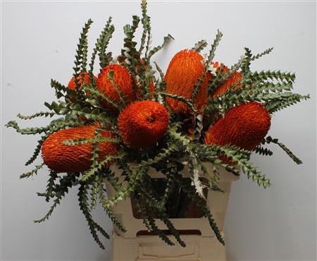 <h4>Banksia Speciosa Orange</h4>