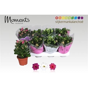 KALAN CALAN MIX SOFT MOMENTS P12