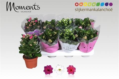<h4>KALAN CALAN MIX SOFT MOMENTS P12</h4>