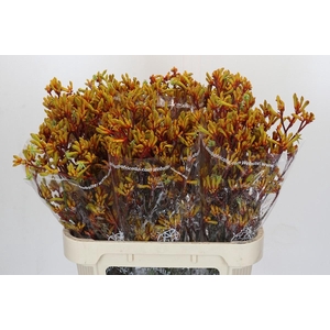 Kangaroo Paw Gold Fever