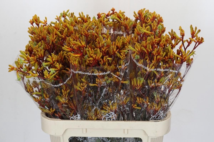 Kangaroo Paw Gold Fever