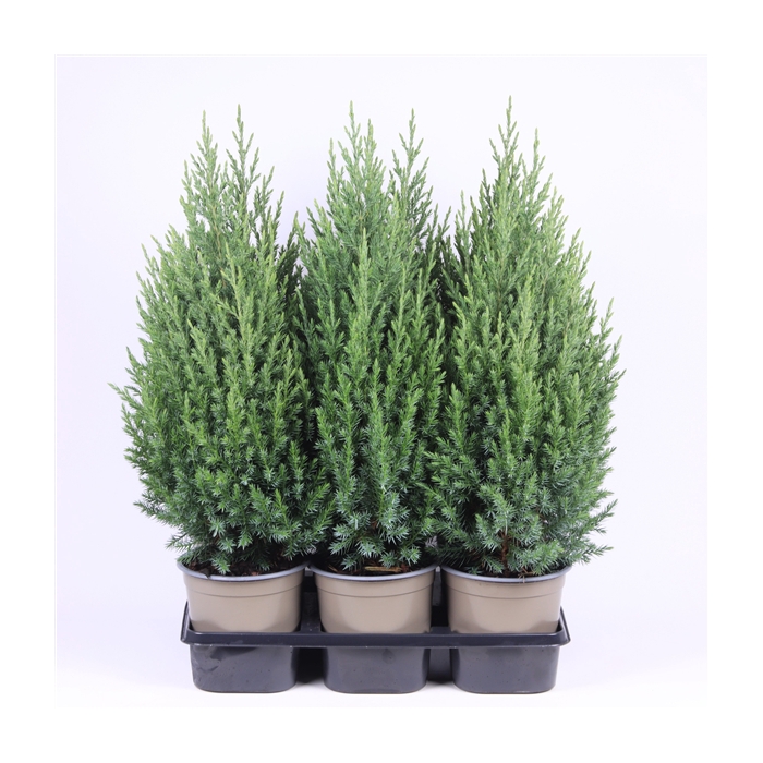 <h4>Juniperus chinensis 'Stricta'</h4>