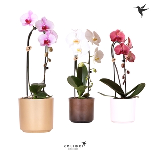 Kolibri Orchids Cascade Niagara Fall mix 1 spike in Simplicity pot gold mix