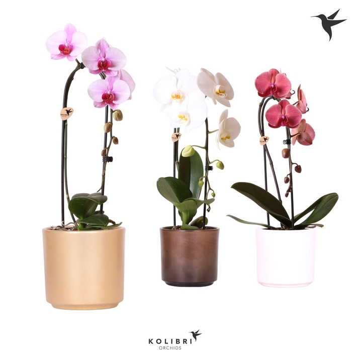 <h4>Kolibri Orchids Cascade Niagara Fall mix 1 spike in Simplicity pot gold mix</h4>