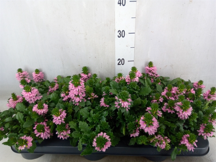 <h4>Scaevola  'Surdiva Pink Blue'</h4>